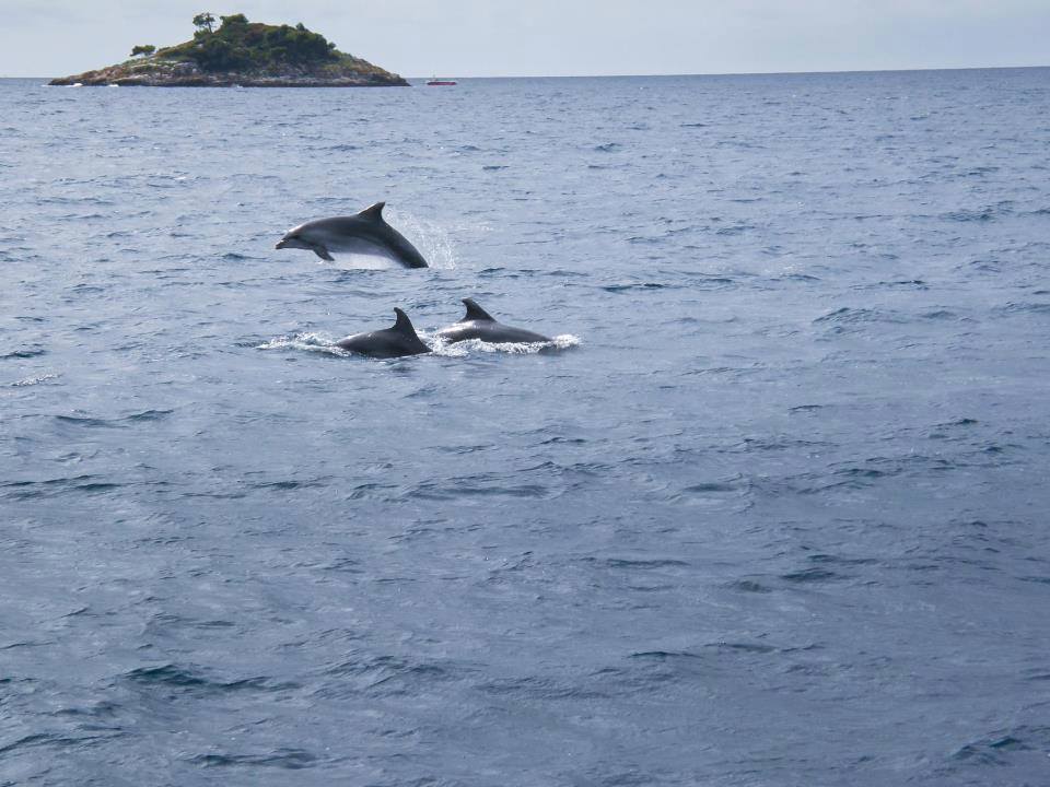 Delfini Pred Rovinjem